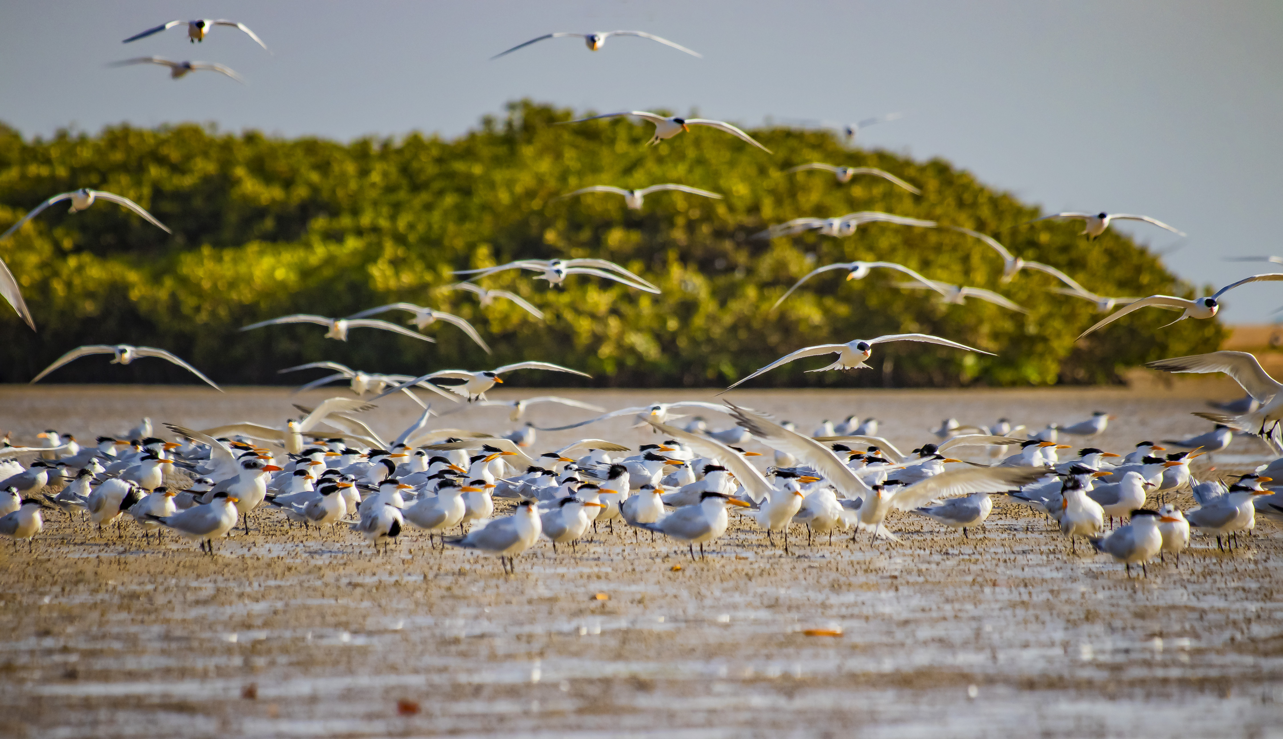 Lagune de la Somone, côte atlantique sénégalaise