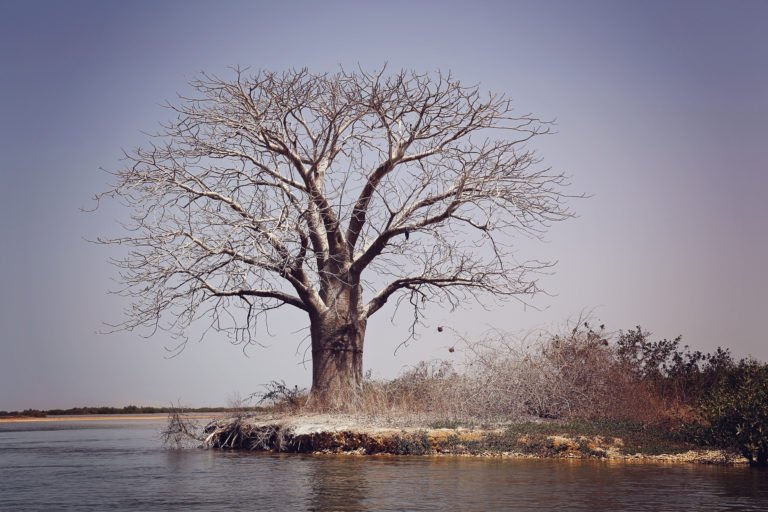 Parc national du delta du Sine Saloum (Sénégal)