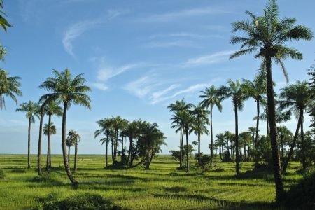 Pourquoi la Casamance est l’Incontournable du Tourisme au Sénégal