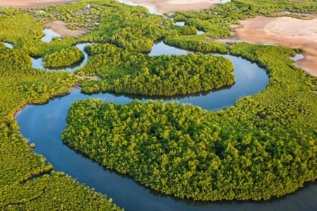 Safari au Sénégal : Une Journée Immersive dans la Réserve de Fathala